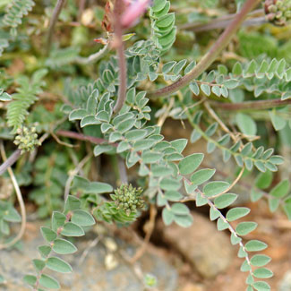 Astragalus tephrodes, Ashen Milkvetch, Southwest Desert Flora